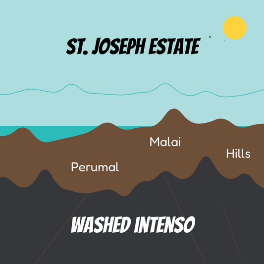 St. Joseph Washed Intenso