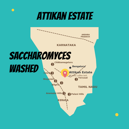 Attikan Saccharomyces Washed